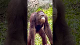 Bornean Orangutan  Singapore Zoo [upl. by Barnard]