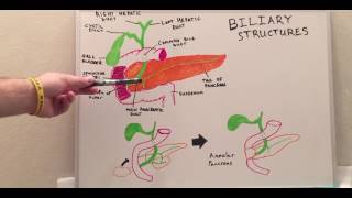 Biliary Structures  Anatomy Video for Medical Students  USMLE Step 1 [upl. by Candi]