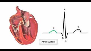 Anatomy amp Physiology Online  Cardiac conduction system and its relationship with ECG [upl. by Ornas]