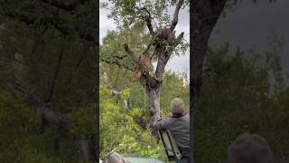 Leopard Pulls Warthog Up Tree wildlife safari bigcat [upl. by Ainitsirc735]