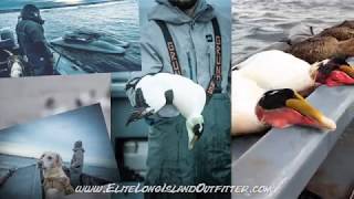 Eider Layout Hunting 2018 Long Island New York [upl. by Aihn387]