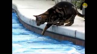 Funny Cats In Water  Compilation 2014 [upl. by Yot]