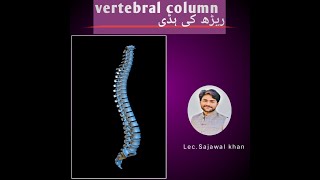 vertebral column [upl. by Lange630]