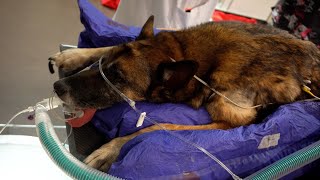 New veterinary treatments for pets unique in Belgium [upl. by Giuseppe]