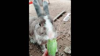 Video about rabbit animal wildlife [upl. by Franciska588]