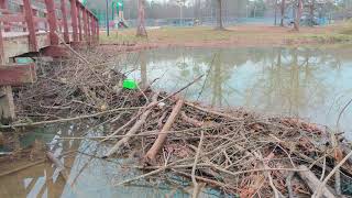 Represa obra de los castores A beaver dam [upl. by Cordle508]