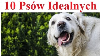 10 Psów Idealnych [upl. by Euqinwahs]