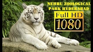 NEHRU ZOOLOGICAL PARK HYDERABAD  COMPLETE TOUR [upl. by Metah]