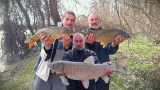 Krenulo je jako Pecanje amura i šarana na ambarac i prekrupu  Carp  Grasscarp fishing Tamis river [upl. by Etennaej]