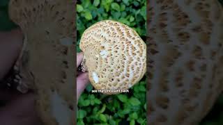 Trip to Ohio Dryads saddle and Morel foraging mushrooms [upl. by Rheingold]