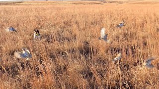 Kansas Pheasant and Quail December 2023 [upl. by Nnylesor]