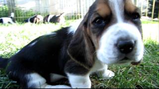 Basset Hound Puppies in HD  3 weeks old  1st time outdoors [upl. by Ayatnohs724]