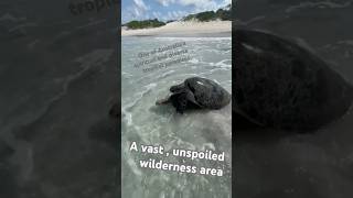 Sea Turtle love in Arnhem Land wildlifeshortsseaturtlesgreenseaturtlenaturemarinelifewildlife [upl. by Garrard439]