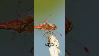 Dragonflies Natures Aerial Acrobats [upl. by Maguire]