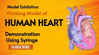 Working Model Of Human Heart using syringe  Model Exhibition [upl. by Sephira976]