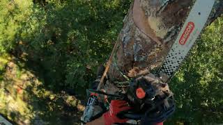 pine tree removal Green cove springs Florida [upl. by Barnum896]