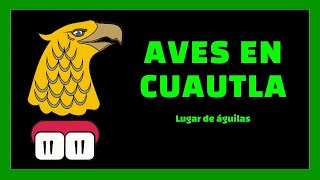 Ornitología Aves en Cuautla [upl. by Aleta703]