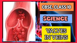 Valves in VeinsLife processes Class 10 Science Chapter 6 [upl. by Odlawso]