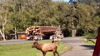 Redwood Region Logging Conference 2021 HD 1080p [upl. by Auguste858]