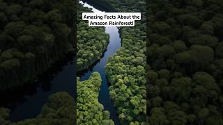 Amazing Facts About the Amazon Rainforest 🌧️🌳  shorts youtubeshorts [upl. by Wahs]