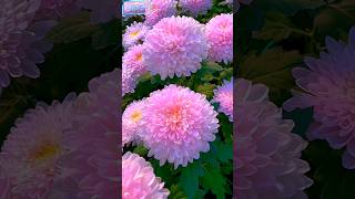 Beautiful chrysanthemum bloomflower chrysanthemum shor [upl. by Grenville750]