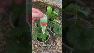 Unboxing my strawberry plants plants gardenplants garden houseplants gardening strawberry [upl. by Koller]