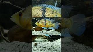 The Myers Basketmouth Cichlid Caquetaia Myersi [upl. by Yentruok]