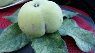 Iba por un caminito y me encuentro con un zapote blanco zapotillo Casimiroa edulis [upl. by Yenffad]