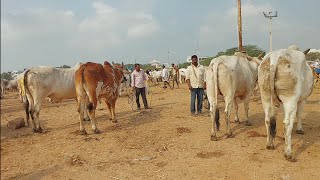 కల్వకుర్తి తాలూకా ముకురాల నుండి పెబ్బేరు సంతకు పెద్ద ఎద్దులు తెచ్చిన వ్యాపారస్తులు  Biggest Bulls [upl. by Temme]