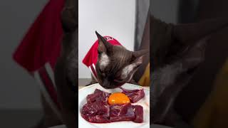 Asmr cat food  asmr sound  asmr asmr cutecatsounds asmrsounds cat cutecatsounds catfood [upl. by Anaiq]