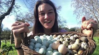 Colorful Eggsploration Raising Chickens for Egg Color [upl. by Tocs]