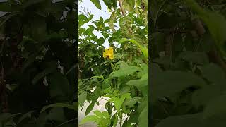 How to care kaner plant shorts trending gardening flowers plants kanerplant floweringgarden [upl. by Hsiwhem877]