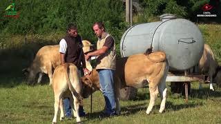 Le pointage des bovins [upl. by Gnouc]