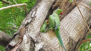 A Parrot Feeding its Babies in Nest  Baby Parrot in Nest  Parrot Nest [upl. by Asilec]