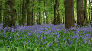 Forest Birdsong Nature SoundsRelaxing Woodland Bluebells Bird SoundsMeadow Ambience Birds Singing [upl. by Atiker]