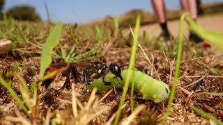 Ammophila Sandwasp Weirdness [upl. by Elspeth]