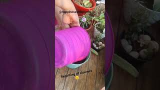 Repotting of aloevera  plant repotting update 22balconygarden repotting aloevera [upl. by Stila230]