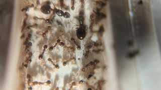 Quick update Aphaenogaster occidentalis [upl. by Un]