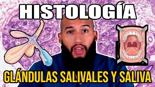 Histología  Glándulas SALIVALES y SALIVA Funciones Composición Conductos Excretores [upl. by Flemings]