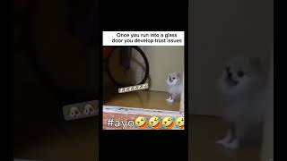 Dog’s trust issue with window glass😂😂😂 subscribe chihuahuatraining trending funny [upl. by Akiwak]