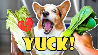 Corgi vs Veggies Is My Dog Really a Vegetarian [upl. by Nylazor]