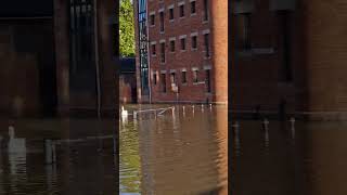 Swans in Worcester during the flooding 🦢 unitedkingdom worcester swans riversevern flooding [upl. by Flieger]