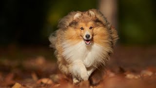 The Shetland Sheepdog A Family Friendly Companion [upl. by Brabazon]