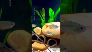 My beautiful school of tetra Buenos Aires ❤️  shorts aquarium tetrafish [upl. by Alamap]