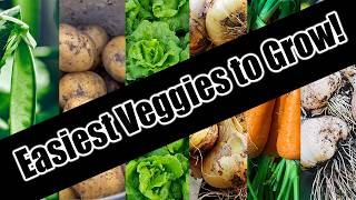 Top 6 Easy To Grow Vegetables For BeginnersSEED TO HARVEST [upl. by Pease]