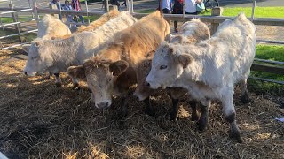 LA ARBOLEDA BARRIO MINERO Hoy FERIA GANADERA Y DEPORTE RURAL [upl. by Ginni552]