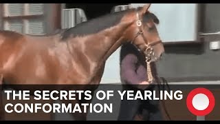 The Secrets of Yearling Conformation [upl. by Noy]