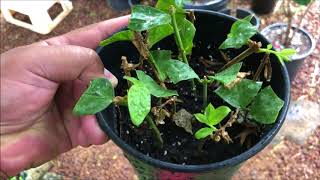 Growing JASMINE cuttings  Pikake  Jasminum Sambac Part 2 [upl. by Wicks]