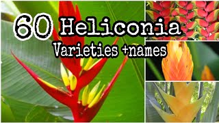 TOP 60 Heliconia Plants Different Types and Varieties tropical plant [upl. by Fe]