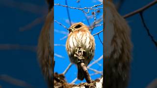 Chuncho o chuncho austral Chucho  Glaucidium nana  avifauna nature chile faunachilena [upl. by Aridan260]